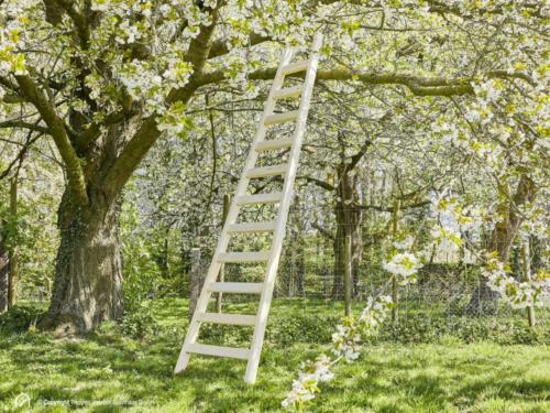 Obstbaumleiter Intercon Gala